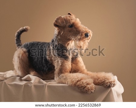 Nice Airedale terrier on a beige background. Beautiful dog in the studio Royalty-Free Stock Photo #2256532869