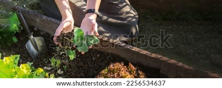 Gardening Family gardeners plant a plant in the ground.Agroculture.plants garden, farming, freelance, work at home, slow life, mood Agriculture, gardening cottagecore, ecology,agrarian life Royalty-Free Stock Photo #2256534637