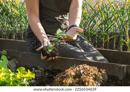 Gardening Family gardeners plant a plant in the ground.Agroculture.plants garden, farming, freelance, work at home, slow life, mood Agriculture, gardening cottagecore, ecology,agrarian life Royalty-Free Stock Photo #2256534639