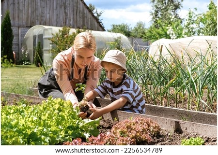 Gardening Family gardeners plant a plant in the ground.Agroculture.plants garden, farming, freelance, work at home, slow life, mood Agriculture, gardening cottagecore, ecology,agrarian life Royalty-Free Stock Photo #2256534789