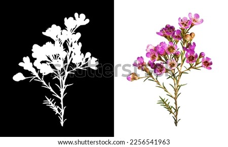 Twig of pink chamelaucium flowers isolated on white and its silhouette on black
