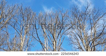 Slender bare branched trees in the sun in a blue sky with white clouds (winter landscape, bottom view, texture).