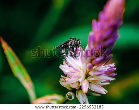 picture of close up fly on purple wild flower