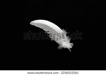 Close up white bird feather. Soft and sooth feather for animals concept. Comfortable bed concept.