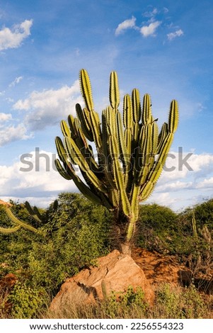 Cactus of Caatinga in Brazil Royalty-Free Stock Photo #2256554323
