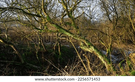 Selective Focus forest landscape, Wonderful view with greenery and trees on the edge of the frozen creek.
unfocused photo