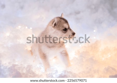A little one and a half month old husky puppy sits on white fluff with luminous garlands.