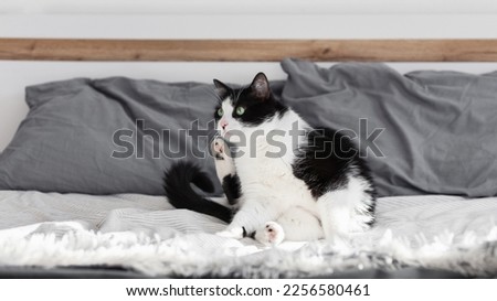 Green eyes black and white domestic cat on the bed with grey pillows, stripped sheet, and eco furry coat. Pet in Scandinavian-style bedroom. Pets-friendly hotel or home. Adoption and welfare concept.