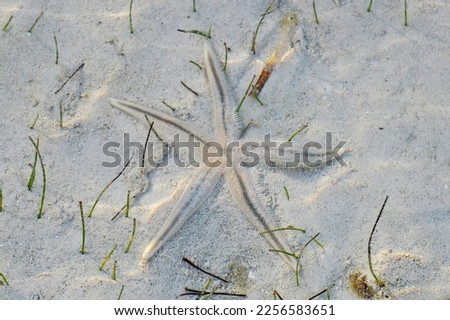 A Slender-armed starfish showing tube feet on sandy bottom in the shallow waters of Lee Stocking Island in the Bahamas