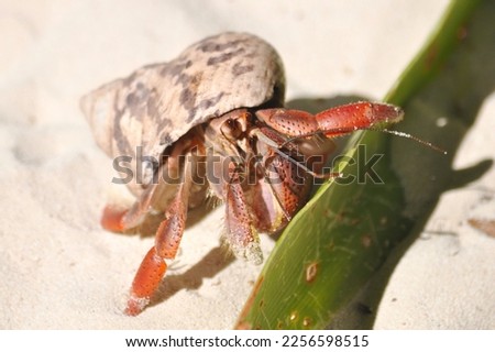 Caribbean hermit crab showing legs and antennas on sandy beach at Lee Stocking Island in the Bahamas