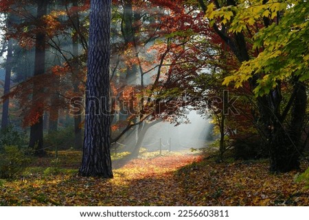 Beautiful autumn - red-leaved maple in the morning mist.Magical autumn forest in the morning. Royalty-Free Stock Photo #2256603811