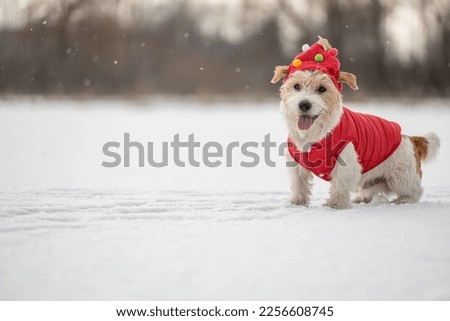 A dog in a red festive cap and jacket sits on the snow. Jack Russell Terrier in winter in snowfall. Christmas concept.