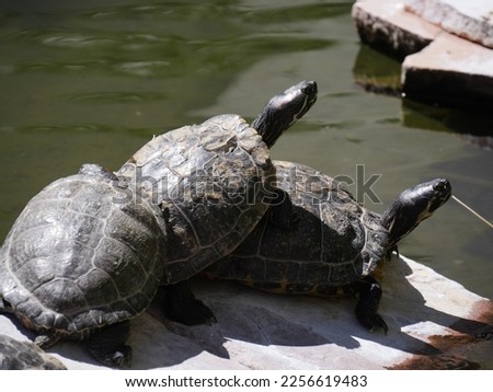 Three turtles piled on top of each other
