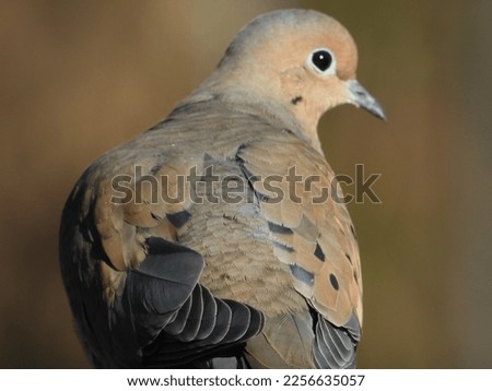 the beauty of mourning dove pictures in all seasons, from spring through winter. These mourning dove images are so peaceful!
