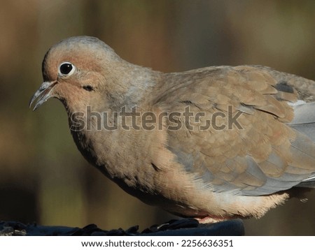 Enjoy a the beauty of mourning dove pictures in all seasons, from spring through winter. These mourning dove images are so peaceful!