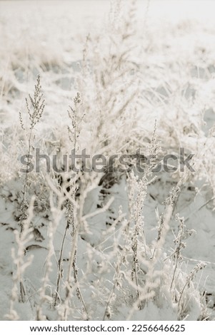 Frost on the grass on field covered in snow. Winter landscape. Photo taken in Sweden.