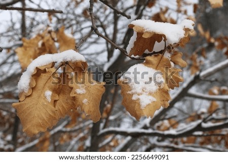 snow covered dead brown leaves