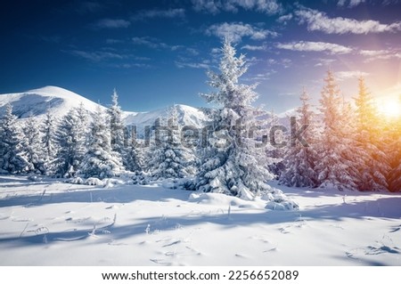 Breathtaking snowy landscape and Christmas trees on a frosty sunny day. Carpathian mountains, Ukraine, Europe. Exotic wallpapers. Perfect photo of Happy New Year concept. Discover the beauty of earth.