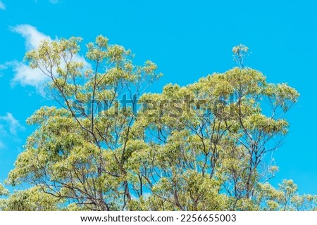 Photograph of the branches and leaves at the top of a tall gum tree against a bright blue sky in the Blue Mountains in New South Wales in Australia Royalty-Free Stock Photo #2256655003
