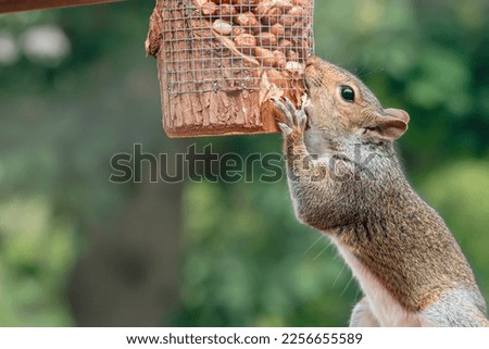 A grey squirrel damaging and chewing birdfeeder to get into peanuts meant for birds, looking at camera