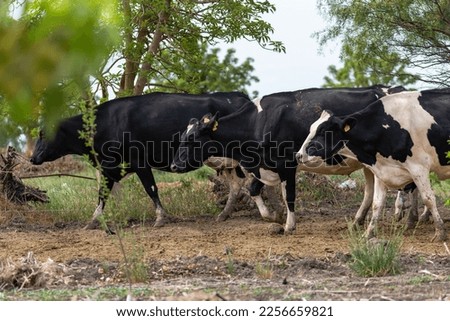 multiple cows hollando leaving the farm heading to eat pastures