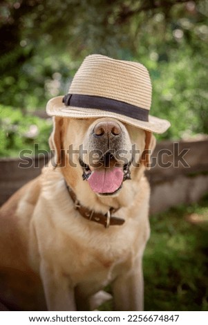beautiful adorable fawn dog labrador in hat outdoors. selective focus. nose