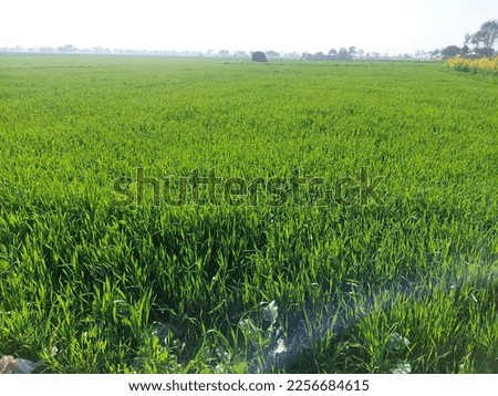This picture is showing Village nature scene. Wheat is growing up in picture. 