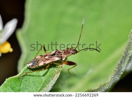 Dirt-colored seed bug on a tree leaf at night. Found in certain locations in Central, South America and the USA they pollinate seeding plants. Royalty-Free Stock Photo #2256692269
