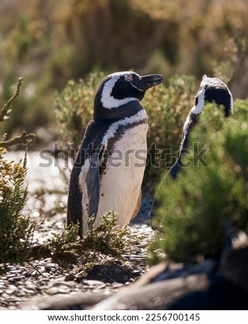 A pair of penguins standing on the bushes. Magellanic penguin.