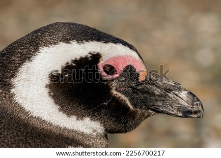 close-up of a Magellanic penguin.