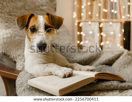 Smart dog in glasses, sits with a book in a chair. Jack russell terrier with glasses is resting with a book in a cozy armchair in the evening.