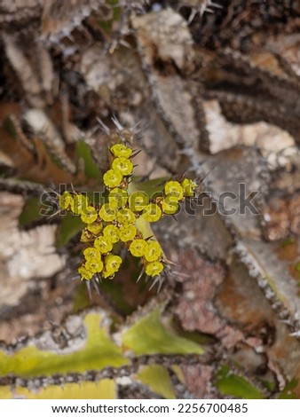 Yellow flowers of prickly pear cactus (Euphorbia sp.) Royalty-Free Stock Photo #2256700485