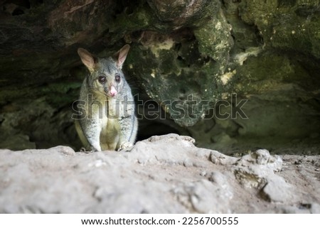 The common brushtail possum sitting in the cave. Australia.
