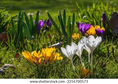Close-up of yellow, purple and white flowering crocuses in a park in Wiesbaden - Germany