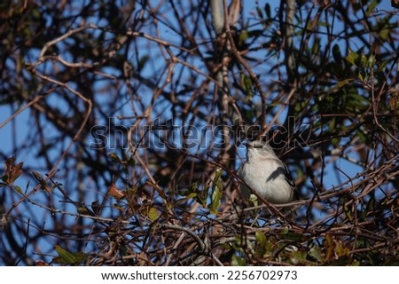                                Northern mockingbird perched on a branch in a tree in the morning sunlight at Pinckney Island. Blue skies provide the background.