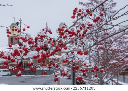 Close up of winter berries in the snow, with a church tower in the background