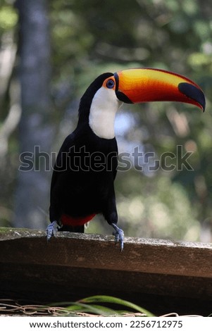 beautiful toucan in green environment and brazilian bird