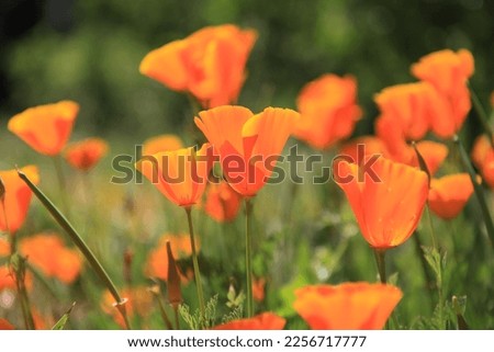 March 2011, California USA. Golden poppies, California state flower Royalty-Free Stock Photo #2256717777
