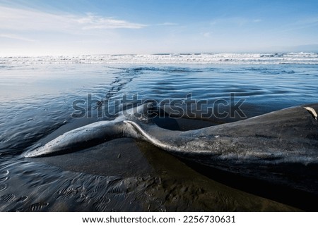 Cropped view of the tail of a large sperm whale on the Oregon coast Royalty-Free Stock Photo #2256730631