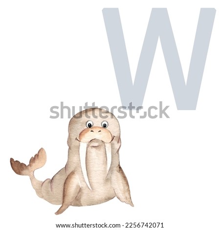 Letter W, walrus, cute kids animal ABC alphabet. Watercolor illustration isolated on white background. Can be used for alphabet or cards for kids learning English vocabulary and handwriting.