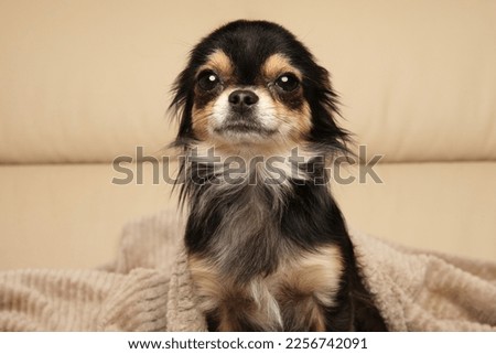 A frightened chihuahua with wide, scared eyes and trembling body, showing fear and nervousness. Royalty-Free Stock Photo #2256742091