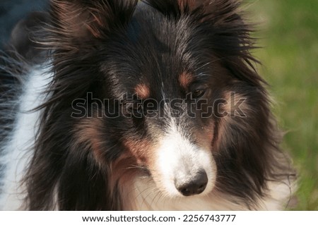 picture of a two years male shetland sheepdog looking at camera