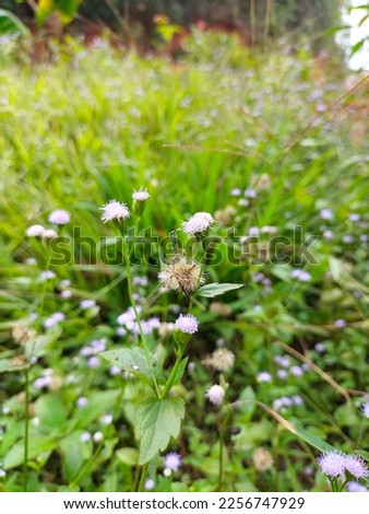 Image of grass focusing on small flowers