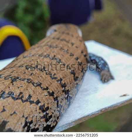 A unique lizard named Panana with blue tongue and smooth skin