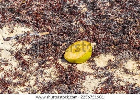Apple fruit full of sand on beach in Playa del Carmen Quintana Roo Mexico.