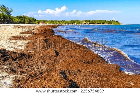 The beautiful Caribbean beach totally filthy and dirty the nasty seaweed sargazo problem in Playa del Carmen Quintana Roo Mexico. Royalty-Free Stock Photo #2256754839