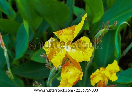 Medium close up - Yellow King Humbert Canna flower, in the tropical part of Nepal near Ramechhap. Nature, Plants and flowers, romance and vacation, nature objects.