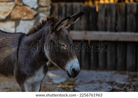 donkey portrait on the farm