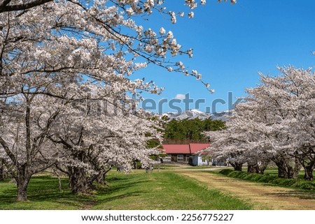 Koiwai Farm in springtime cherry blossom season in sunny day morning. Visitors enjoy the beauty full bloom sakura flowers in Town Shizukuishi, Iwate Prefecture, Japan. Translation : Koiwai Farm Royalty-Free Stock Photo #2256775227
