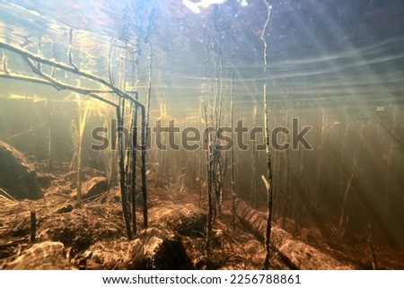 clear water lake underwater, wallpaper swamp, fresh water river Royalty-Free Stock Photo #2256788861